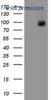 OriGene TA504803AM image 1