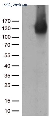 OriGene TA504804AM image 1
