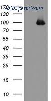 OriGene TA504811AM image 1