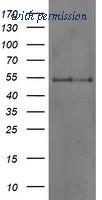 OriGene TA504825S image 1