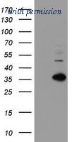 OriGene TA504826S image 1
