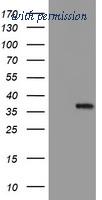 OriGene TA504827S image 1