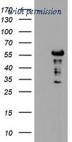 OriGene TA504832AM image 1