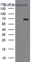 OriGene TA504836AM image 1