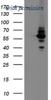 OriGene TA504852S image 1