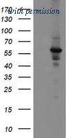 OriGene TA504853S image 1