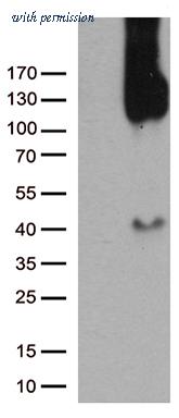 OriGene TA504861BM image 1