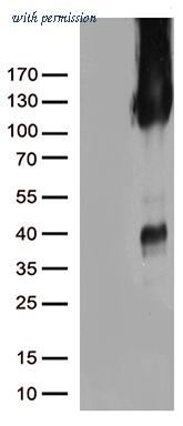 OriGene TA504862BM image 1