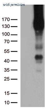 OriGene TA504880AM image 1
