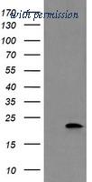 OriGene TA504889S image 1