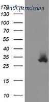 OriGene TA504890BM image 1