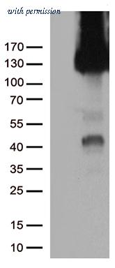 OriGene TA504891AM image 1