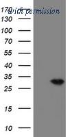 OriGene TA504894AM image 1