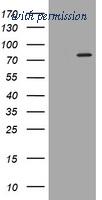 OriGene TA504896AM image 1