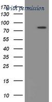 OriGene TA504897AM image 1