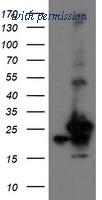 OriGene TA504903BM image 1