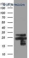 OriGene TA504904BM image 1