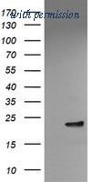 OriGene TA504911S image 1