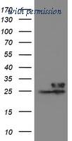 OriGene TA504912BM image 1
