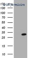 OriGene TA504913AM image 1
