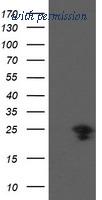 OriGene TA504914BM image 1
