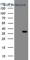 OriGene TA504921AM image 1