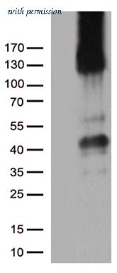 OriGene TA504922AM image 1