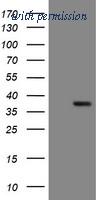 OriGene TA504929S image 1