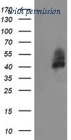 OriGene TA504941BM image 1