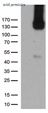 OriGene TA504964BM image 1