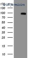 OriGene TA504968AM image 1