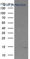 OriGene TA504971S image 1