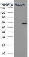 OriGene TA504982BM image 1