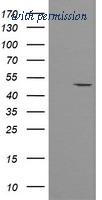 OriGene TA504983AM image 1