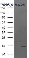 OriGene TA504985BM image 1