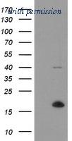 OriGene TA504986AM image 1