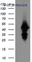 OriGene TA504988S image 1