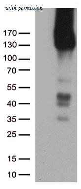 OriGene TA505003BM image 1