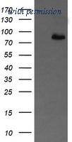 OriGene TA505012BM image 1