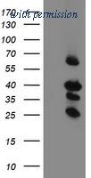 OriGene TA505016S image 1