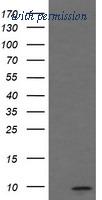 OriGene TA505025BM image 1