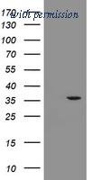 OriGene TA505037AM image 1
