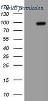 OriGene TA505055AM image 1