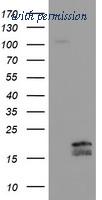 OriGene TA505058S image 1