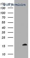 OriGene TA505061AM image 1