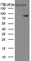 OriGene TA505069S image 1