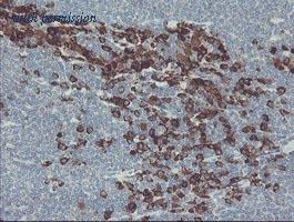 OriGene TA505075BM image 1