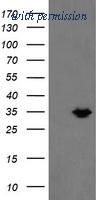 OriGene TA505081S image 1
