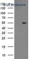 OriGene TA505096S image 1