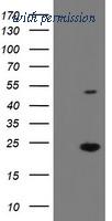 OriGene TA505100AM image 1